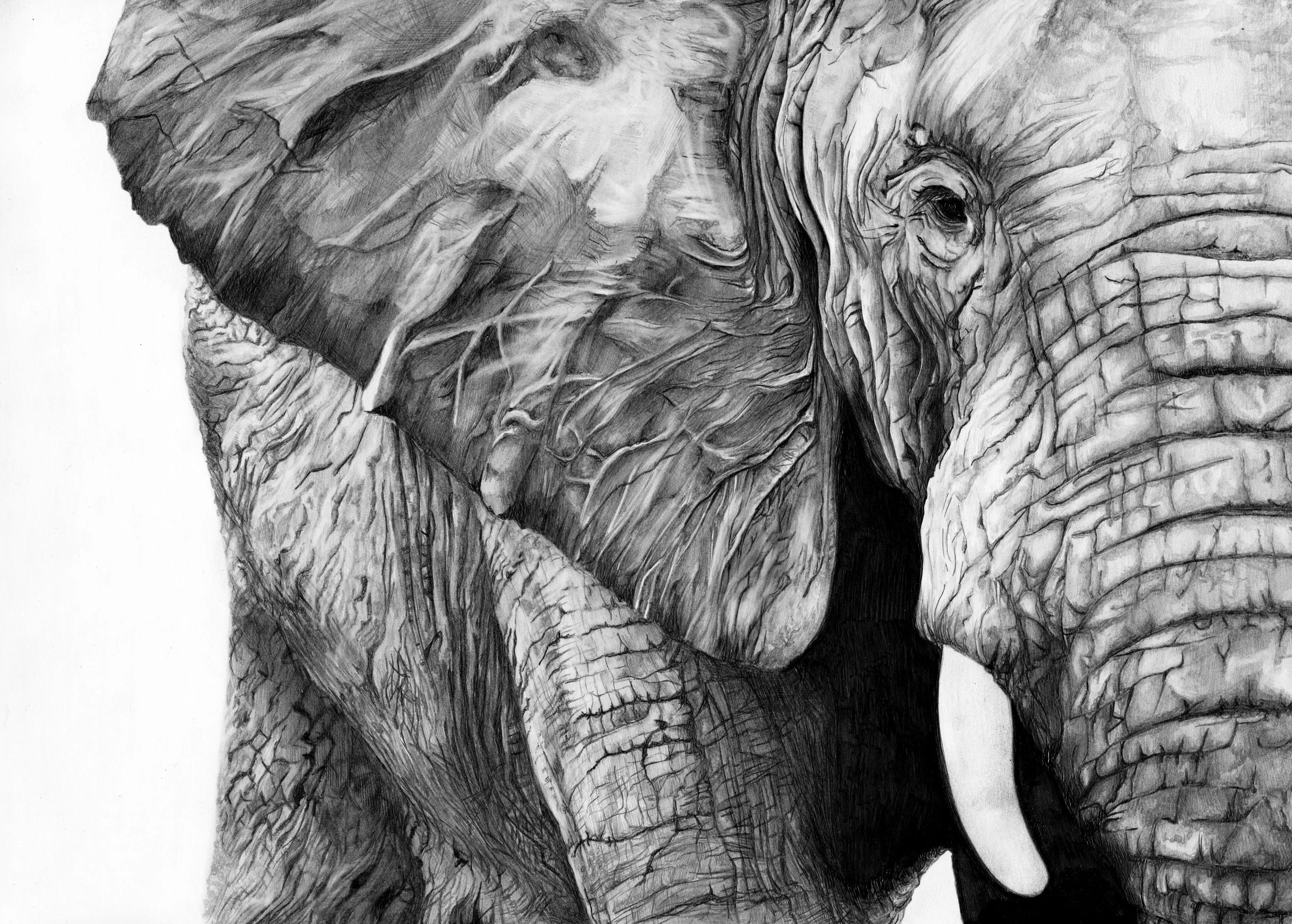 Elephant 01b&w.jpg