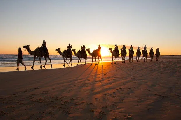 A Silhouette Of Camels Walking On Anna Bay At Sunset