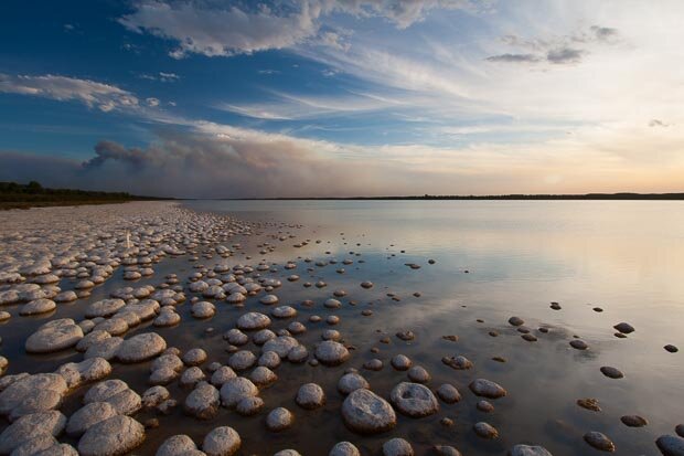 3500 Year Old Living Fossils Glowing At Sunset At Lake Clifton Mandurah