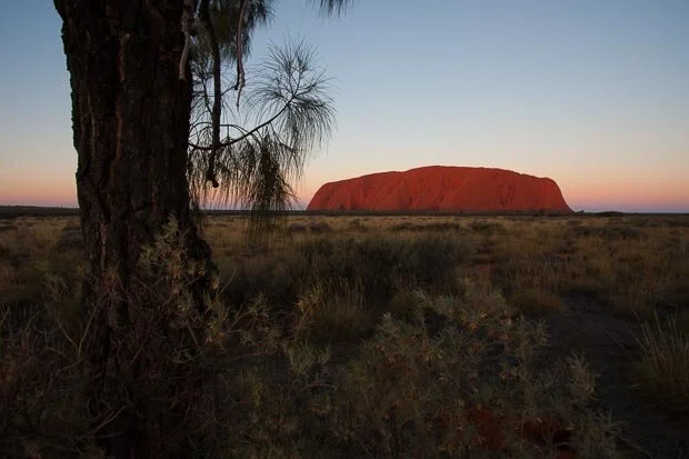 Tree In Foreground Of Uluru Lit Up At Sunset In The Northern Territory