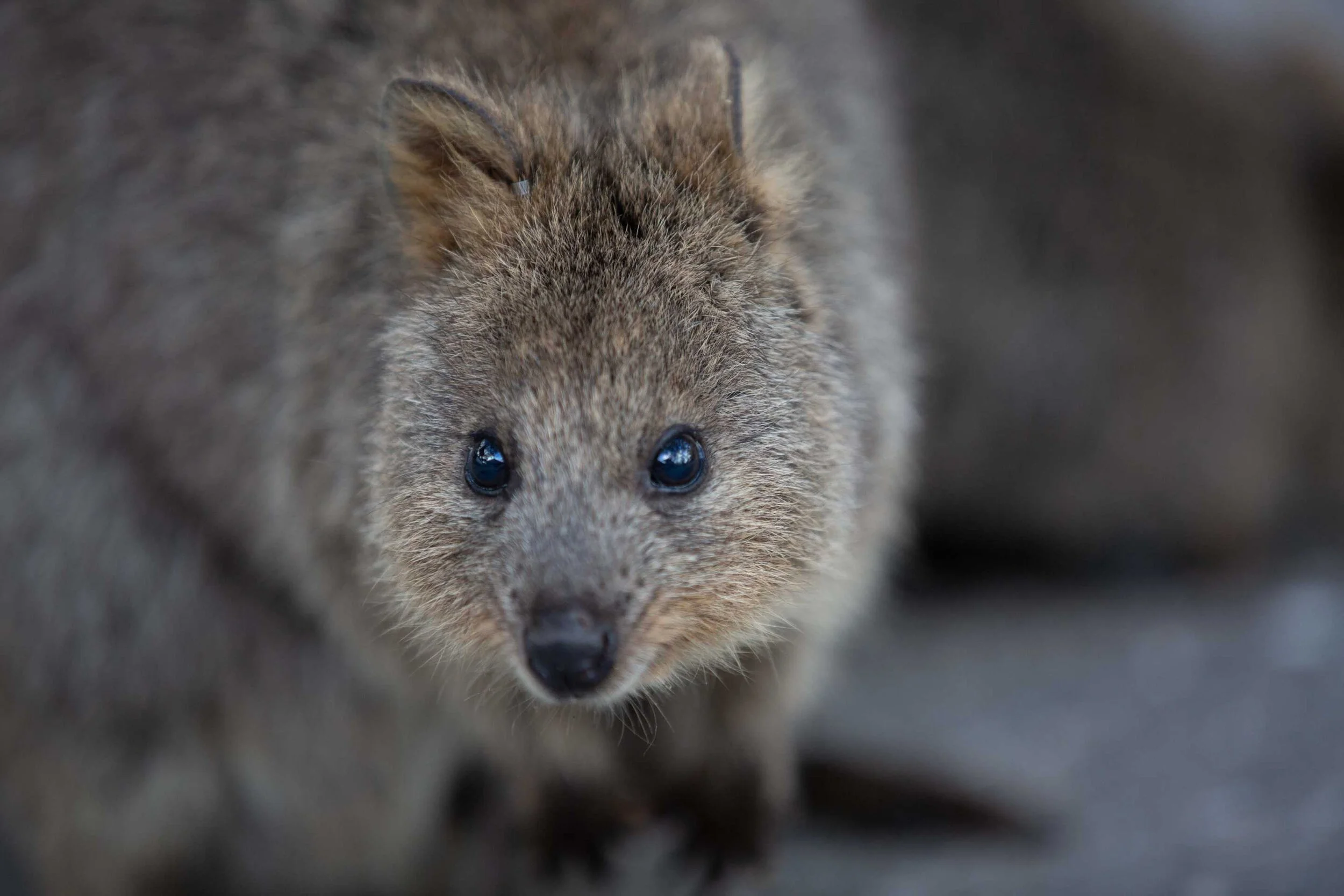Quokka