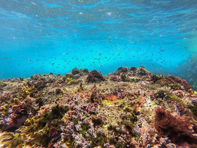 Crystal clear water in Nth Bondi today! 💎💎💎💎💎