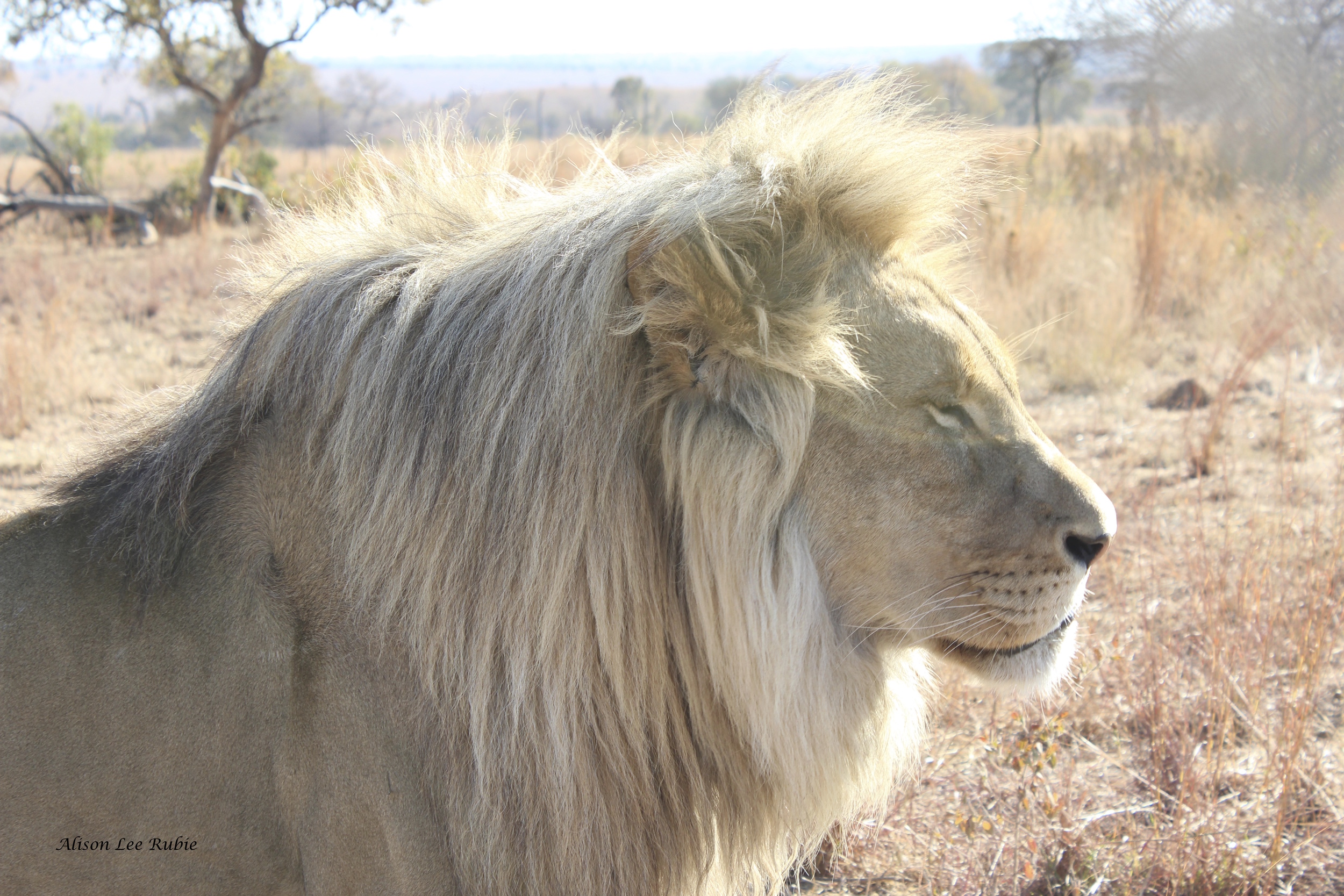The Majestic - king of the Jungle