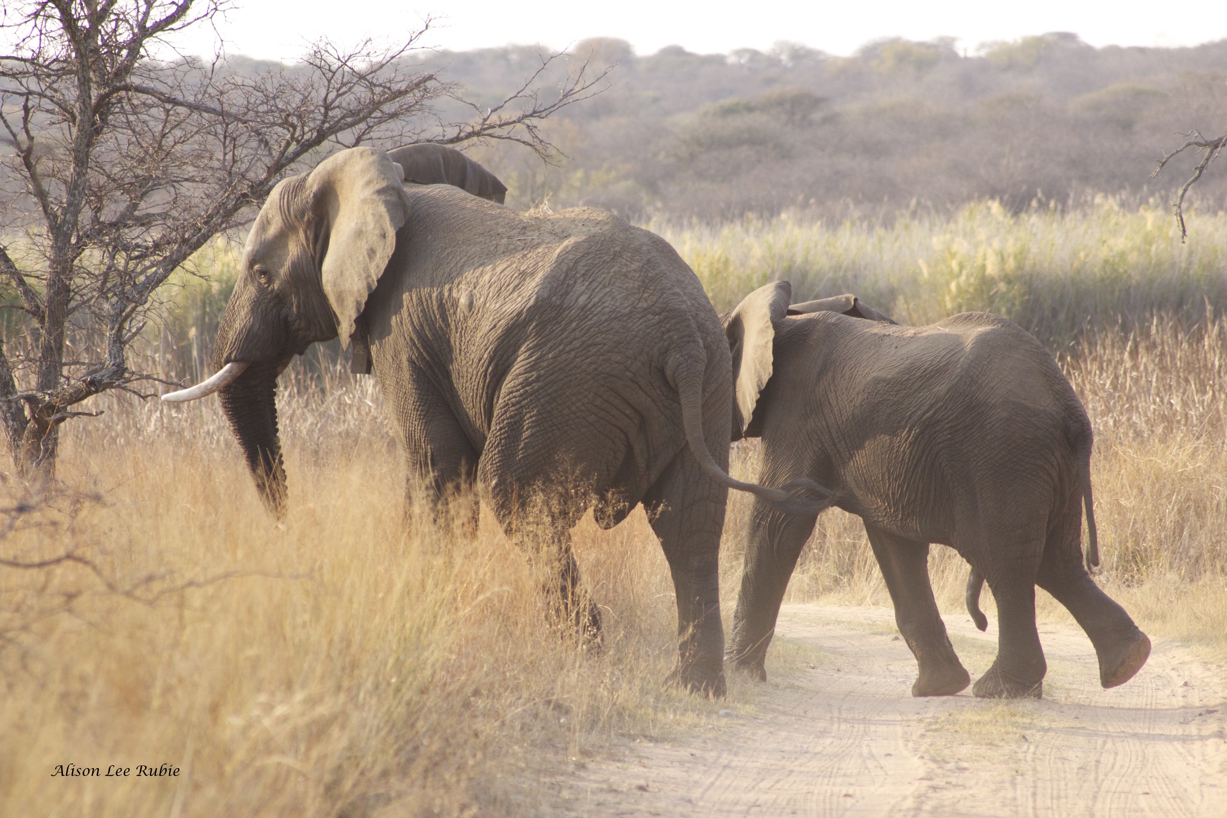 Mighty Elephants!