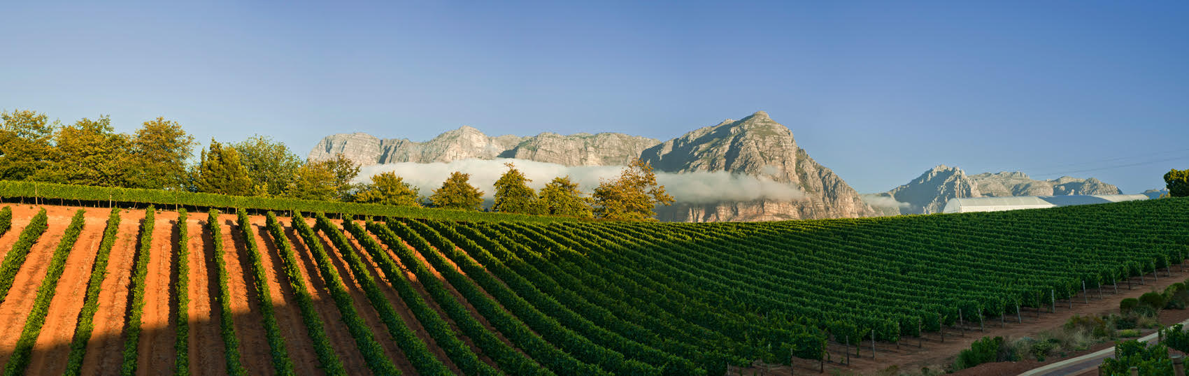 Spectacular view of the vineyards at Stellenbosch