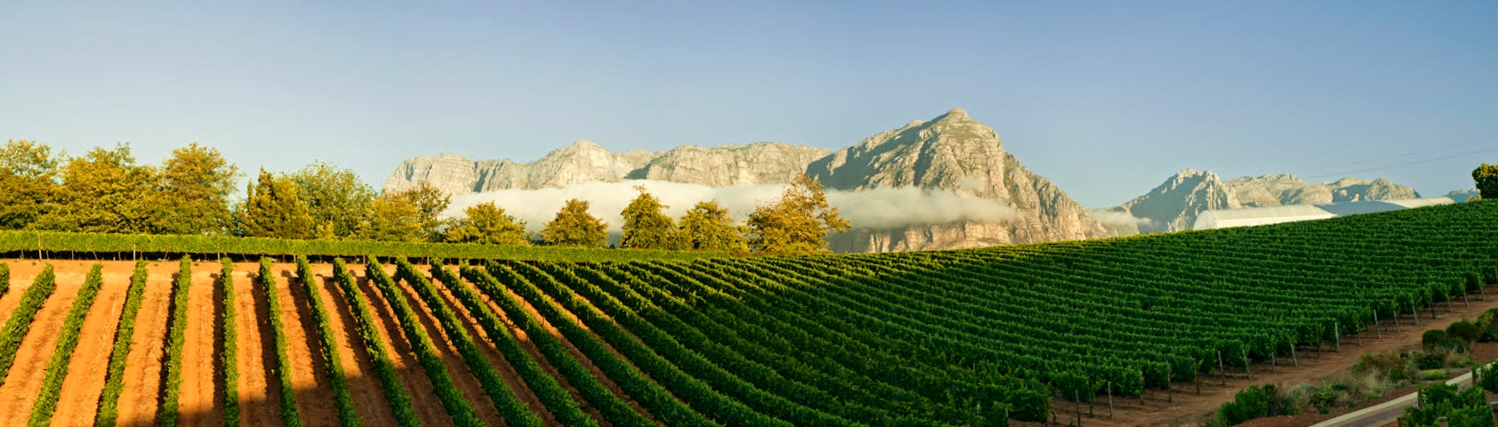 Spectacular views of the vineyards at Stellenbosch