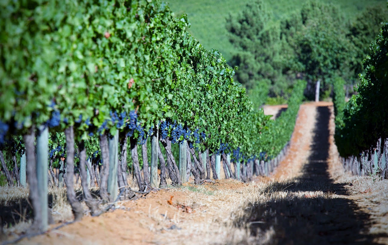 Dirt road amidst the vineyard at Stellenbosh