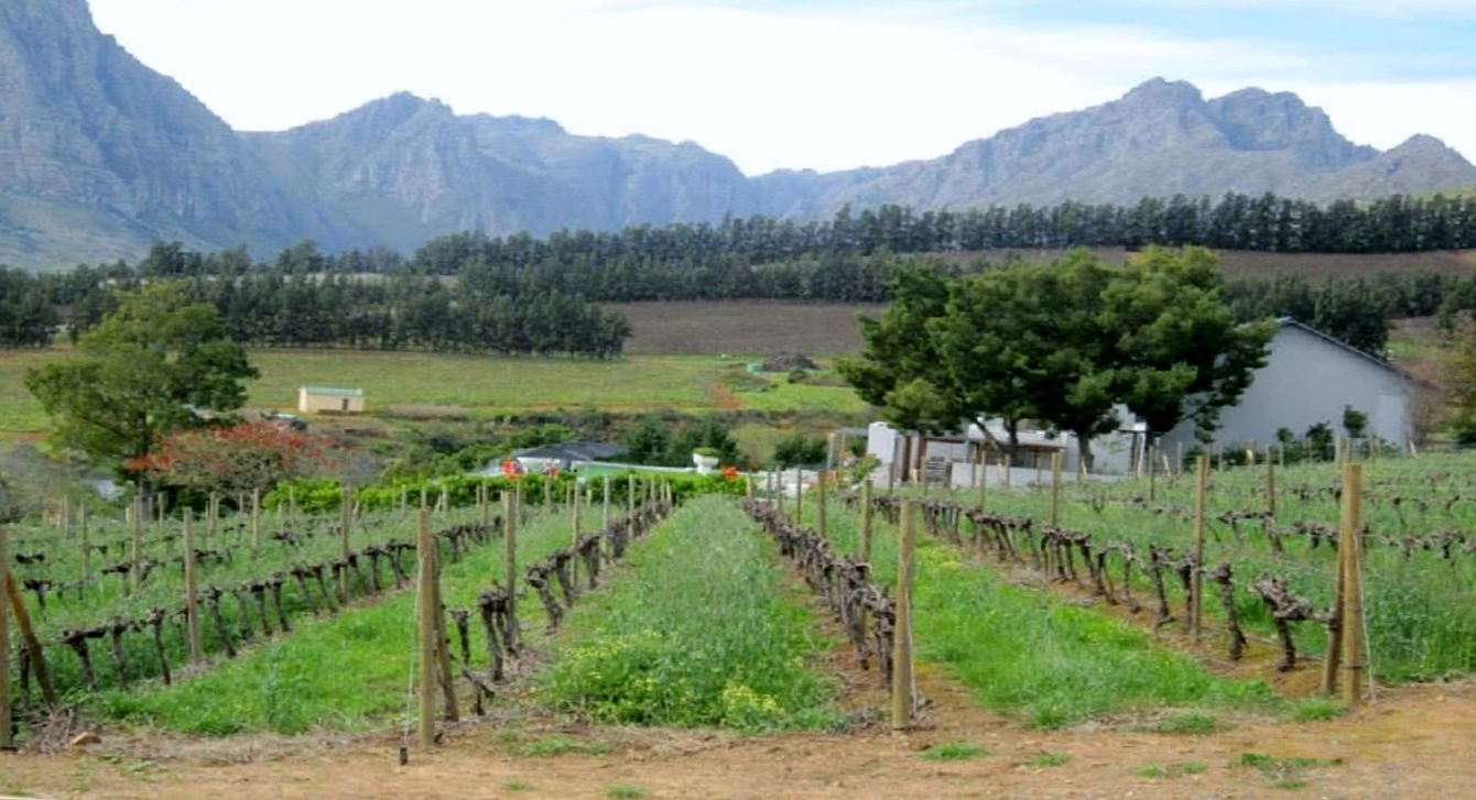 Beautiful Vineyards