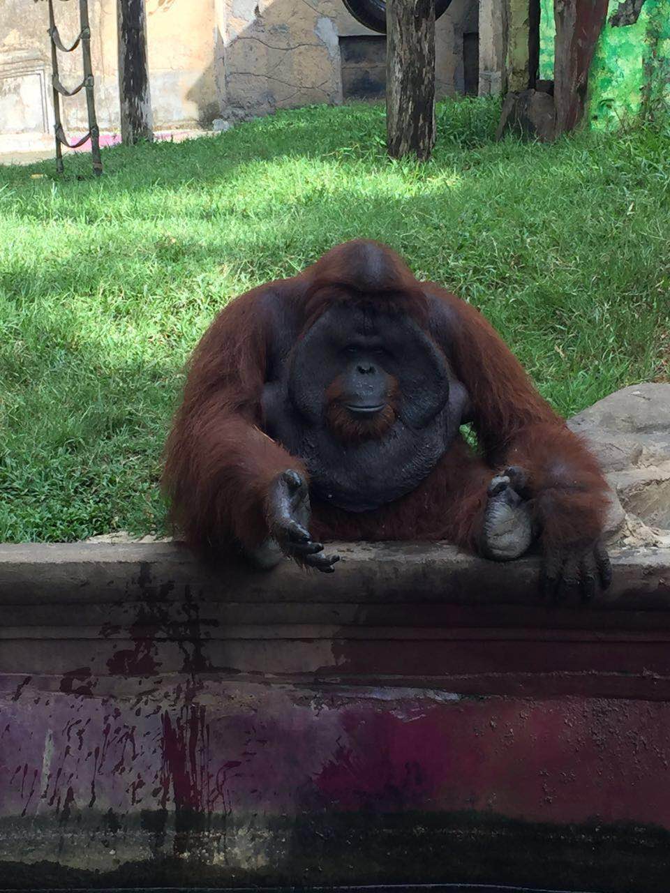 Presenting.....King Louie!