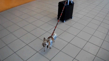 This is probably how my other bag went missing! (via GIPHY)