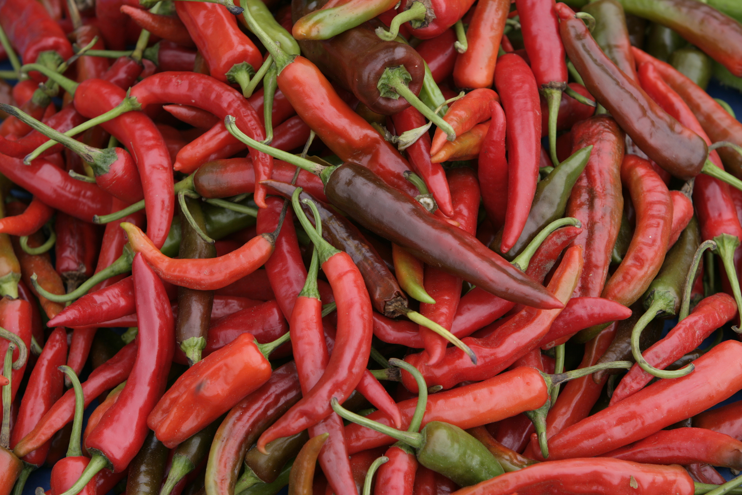 Red chillies-main ingredient of Bhutanese cuisine 