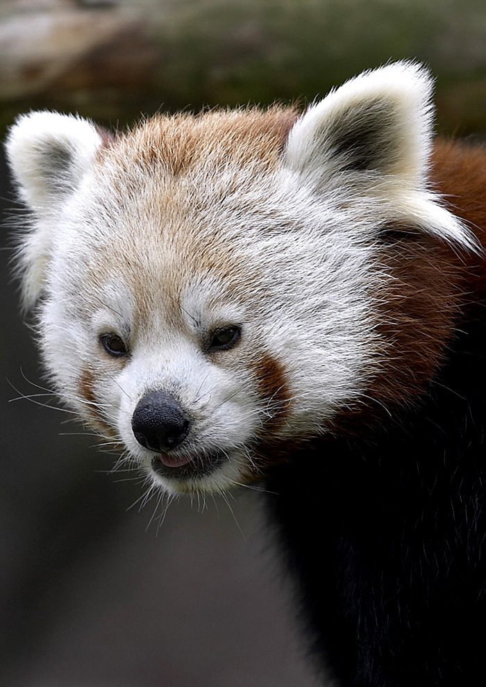 Red Panda in the wilderness