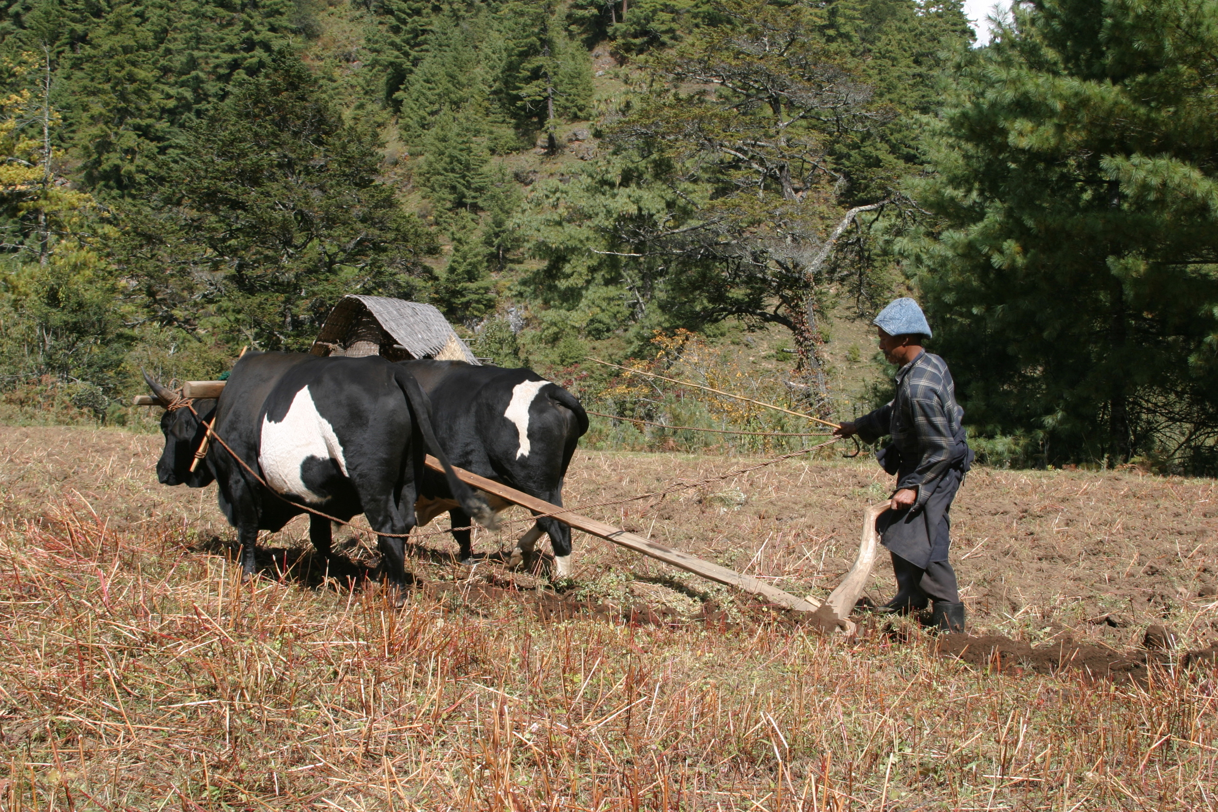 Village life in Bumthang