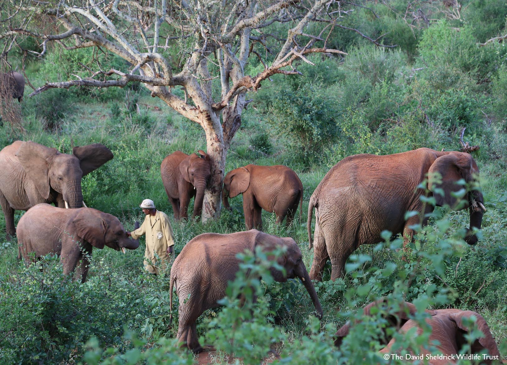 Older orphaned elephants explore Ithumba Reintegration Unit