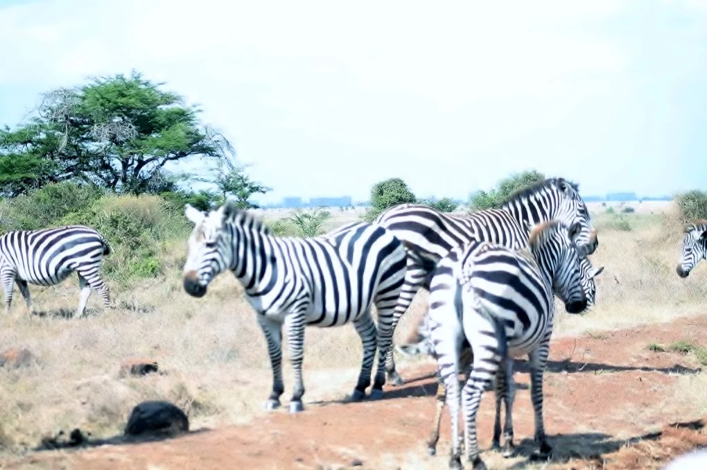 Zebras in Nairobi National Park.jpg