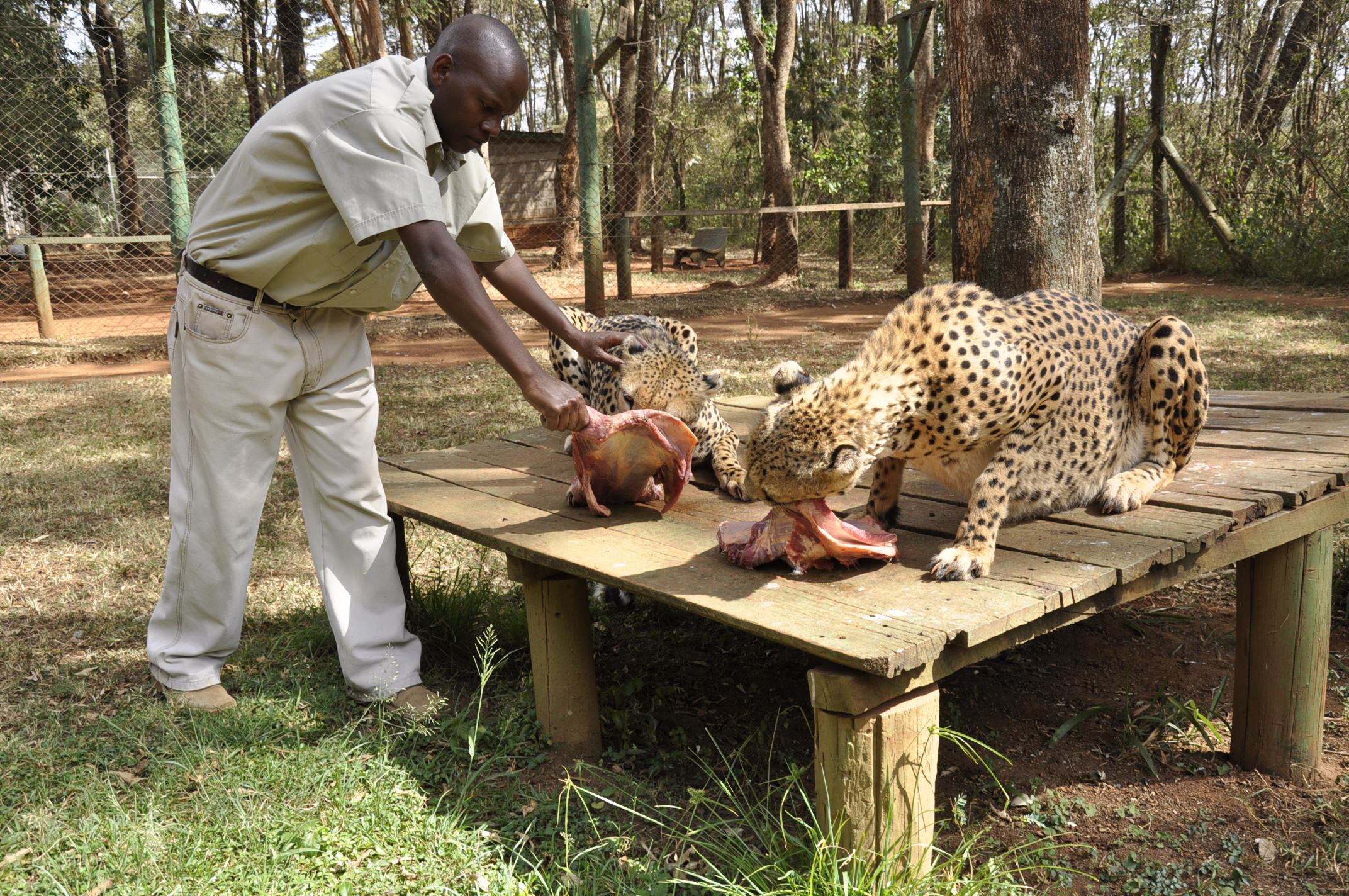 source: www.kws.go.ke