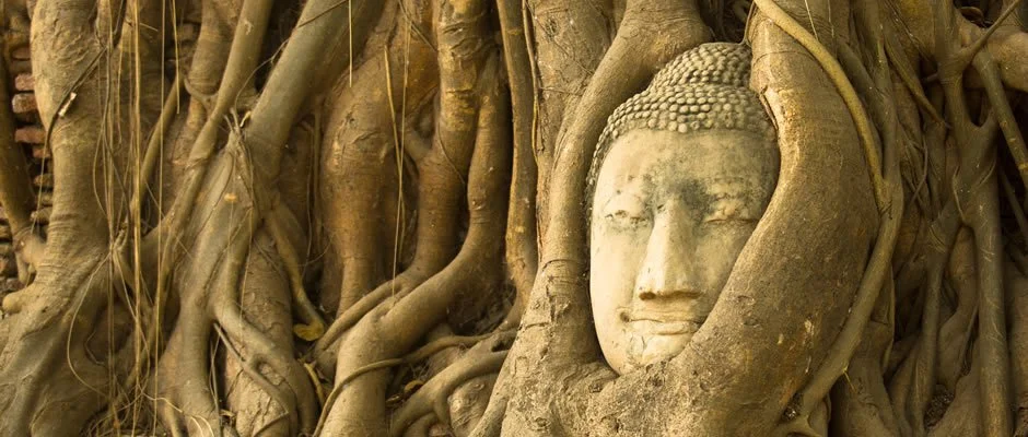 The Buddha Tree