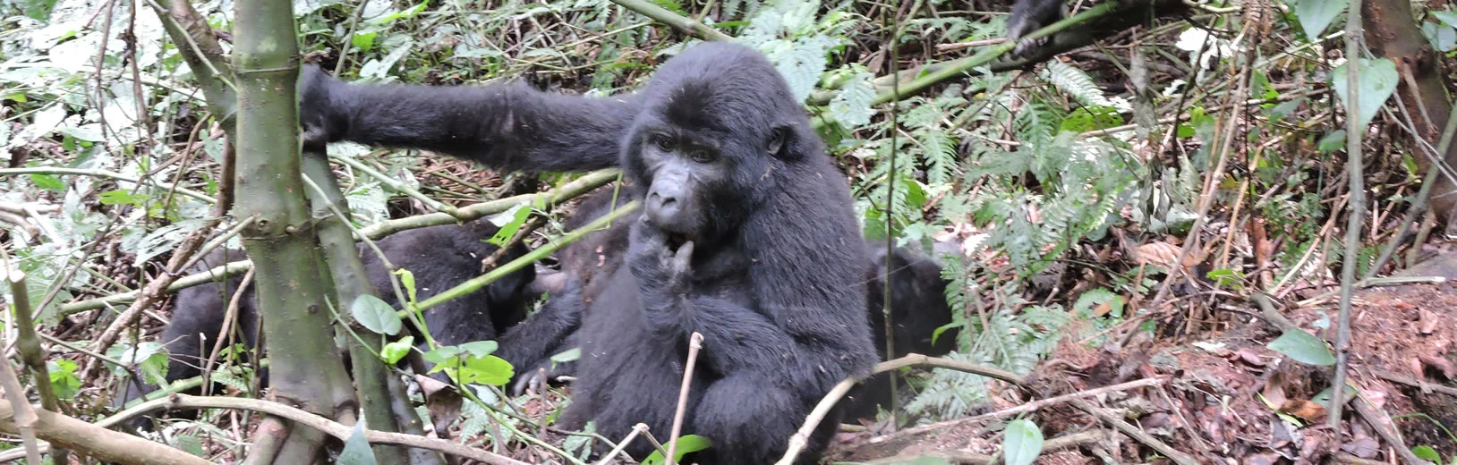 gorilla-safaris.jpg