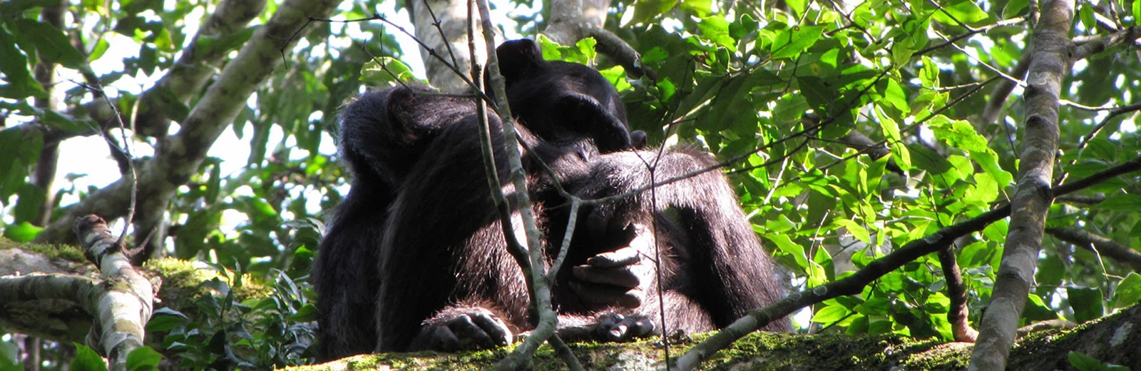 chimpanzee-safaris.jpg
