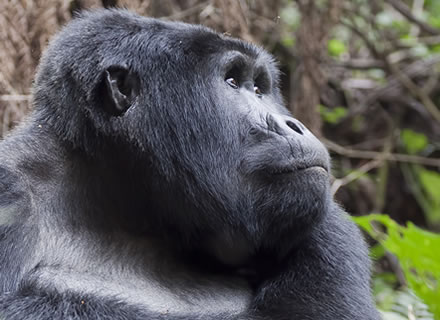 bwindi-gorilla-safari.jpg