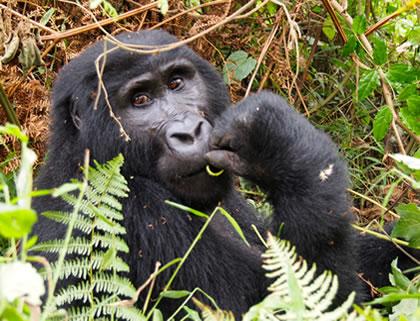 mountain-gorilla.jpg
