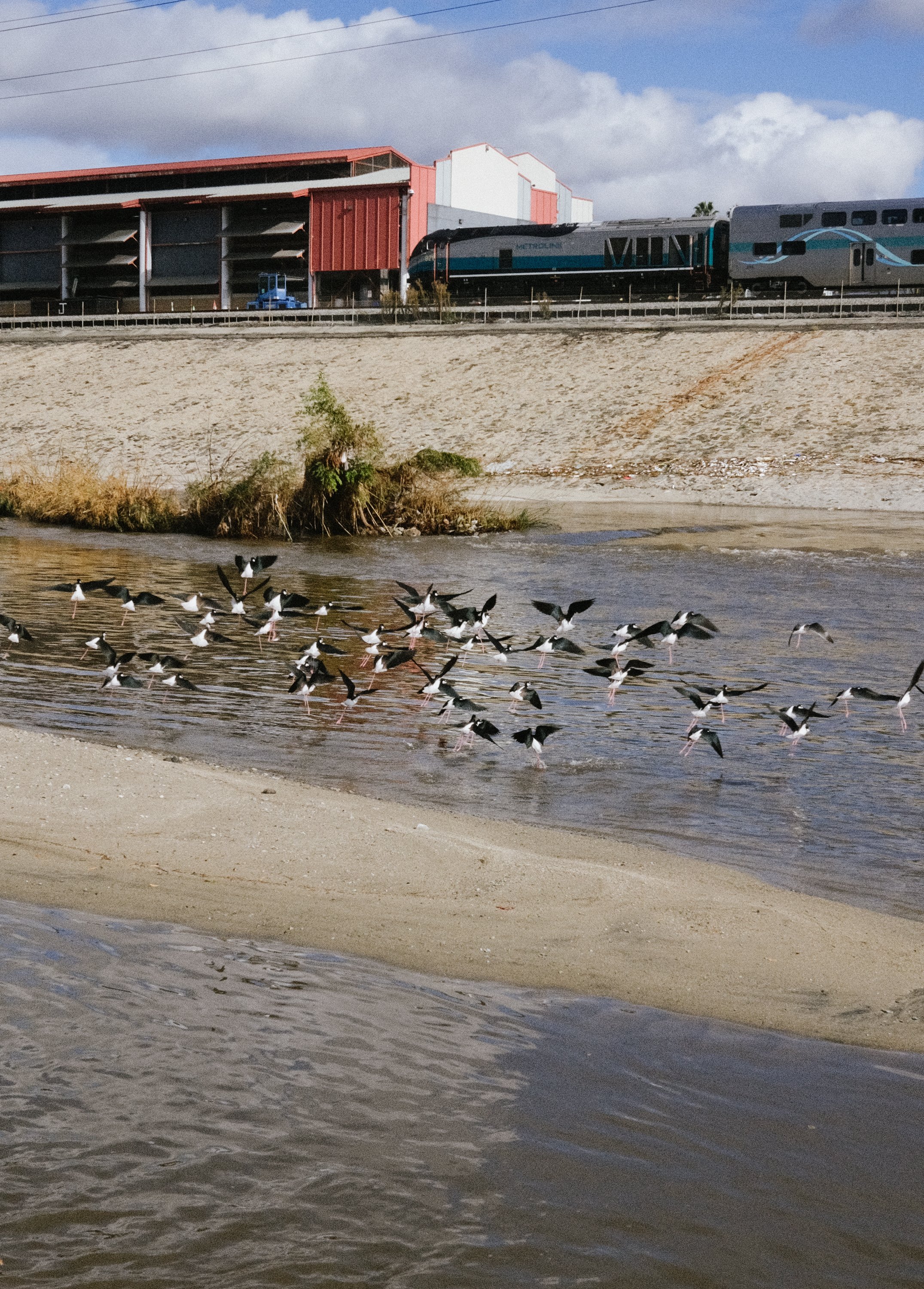 sandbar-birds-2.jpg