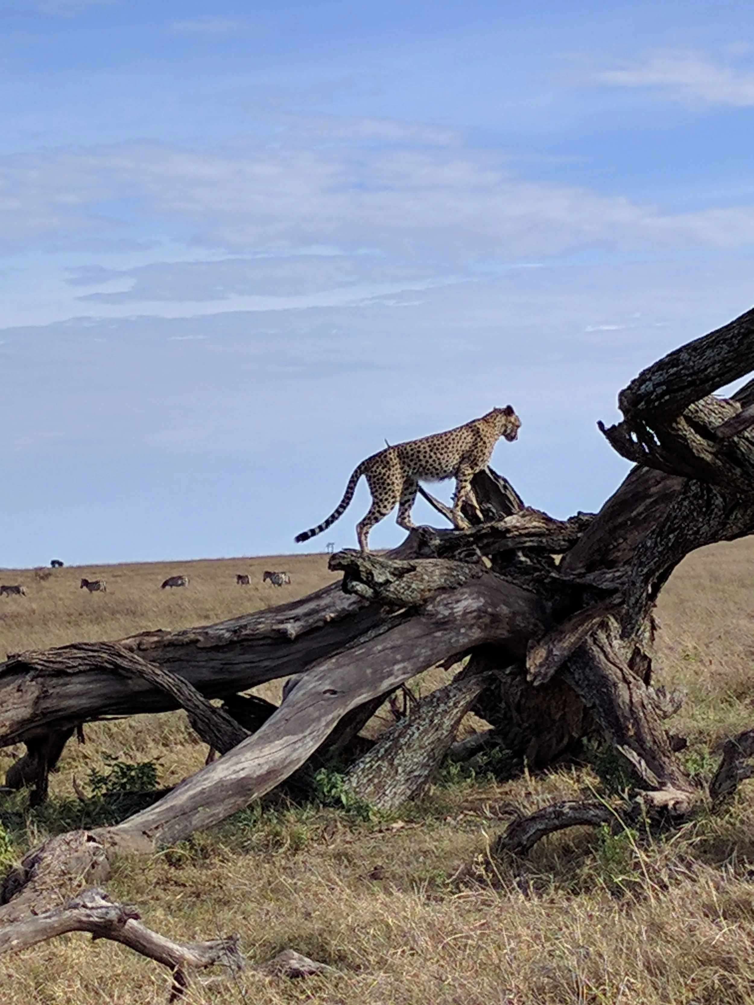 Cheetah