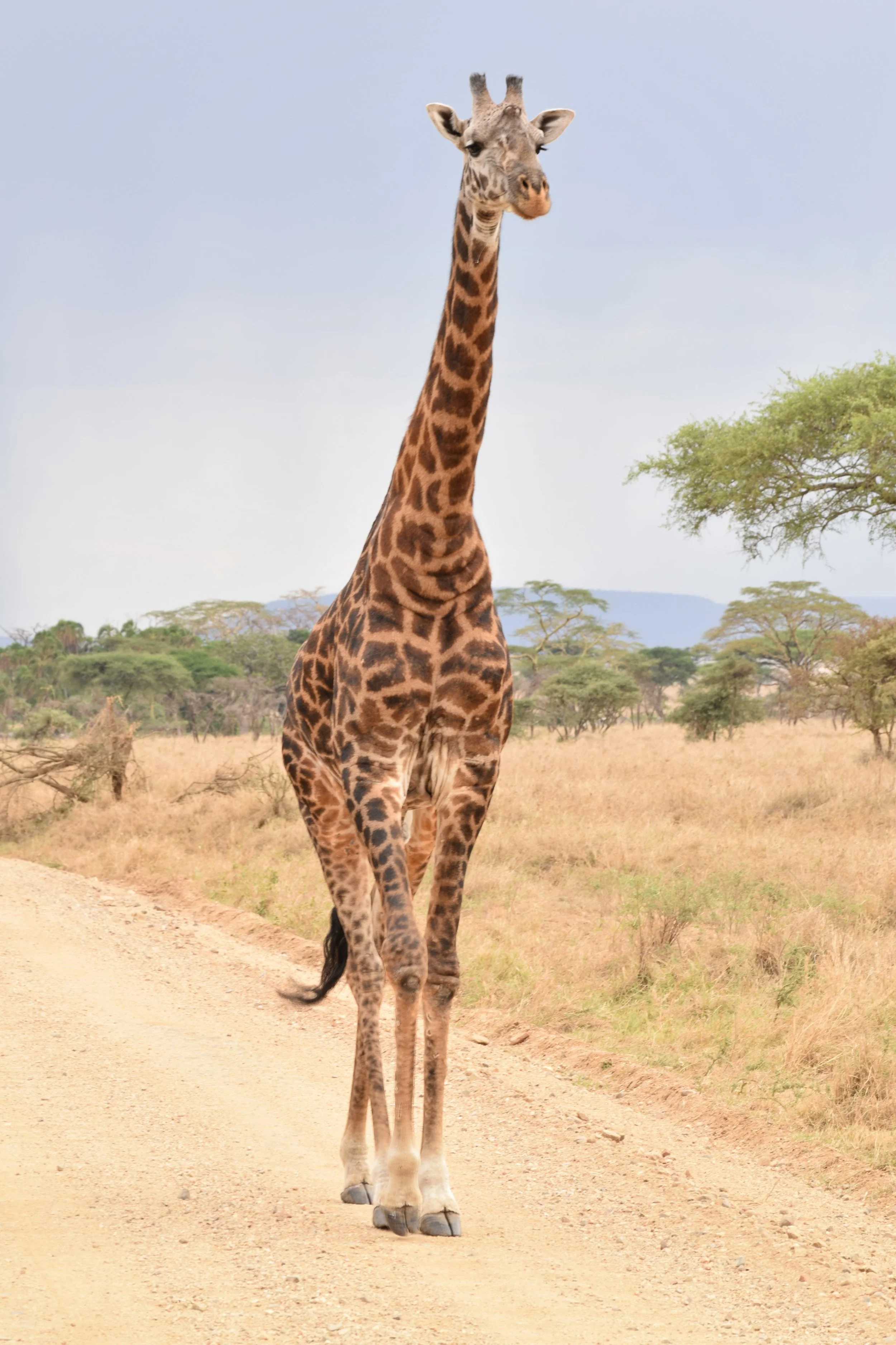 Giraffe 