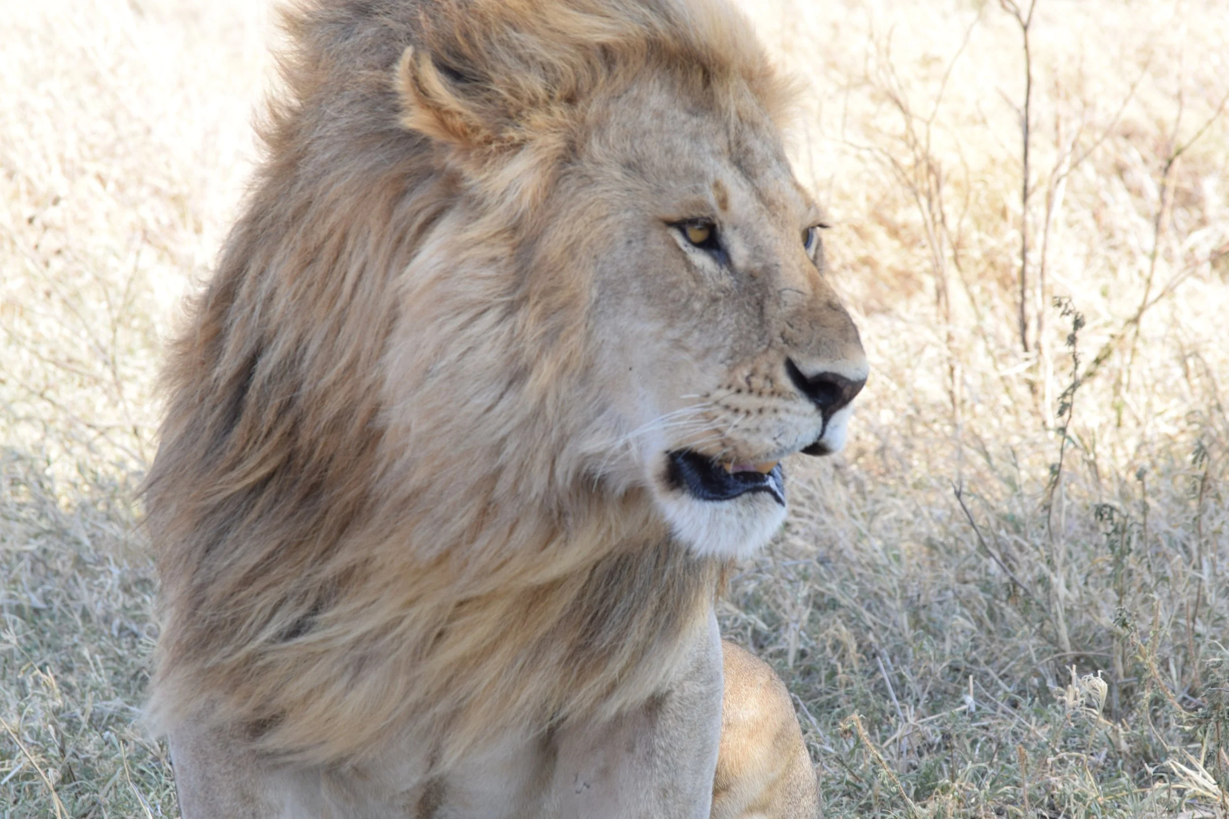 Simba/Lion