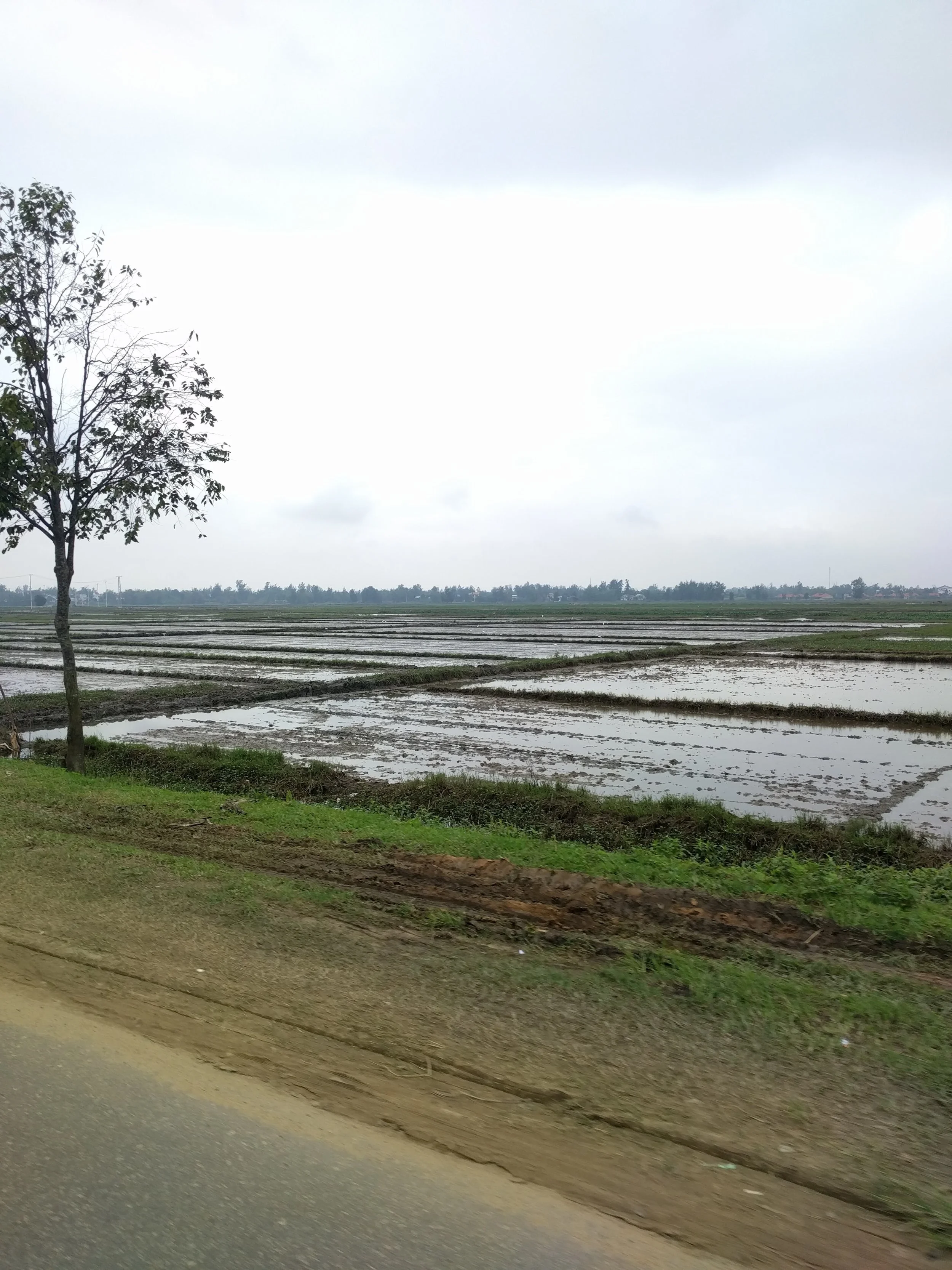 Driving by rice patties just outside of Hoi An