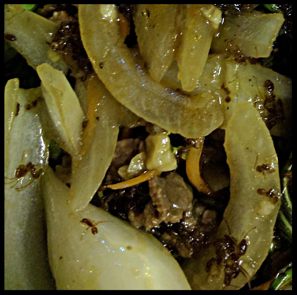 Close up: ANTS....it's what's for dinner...