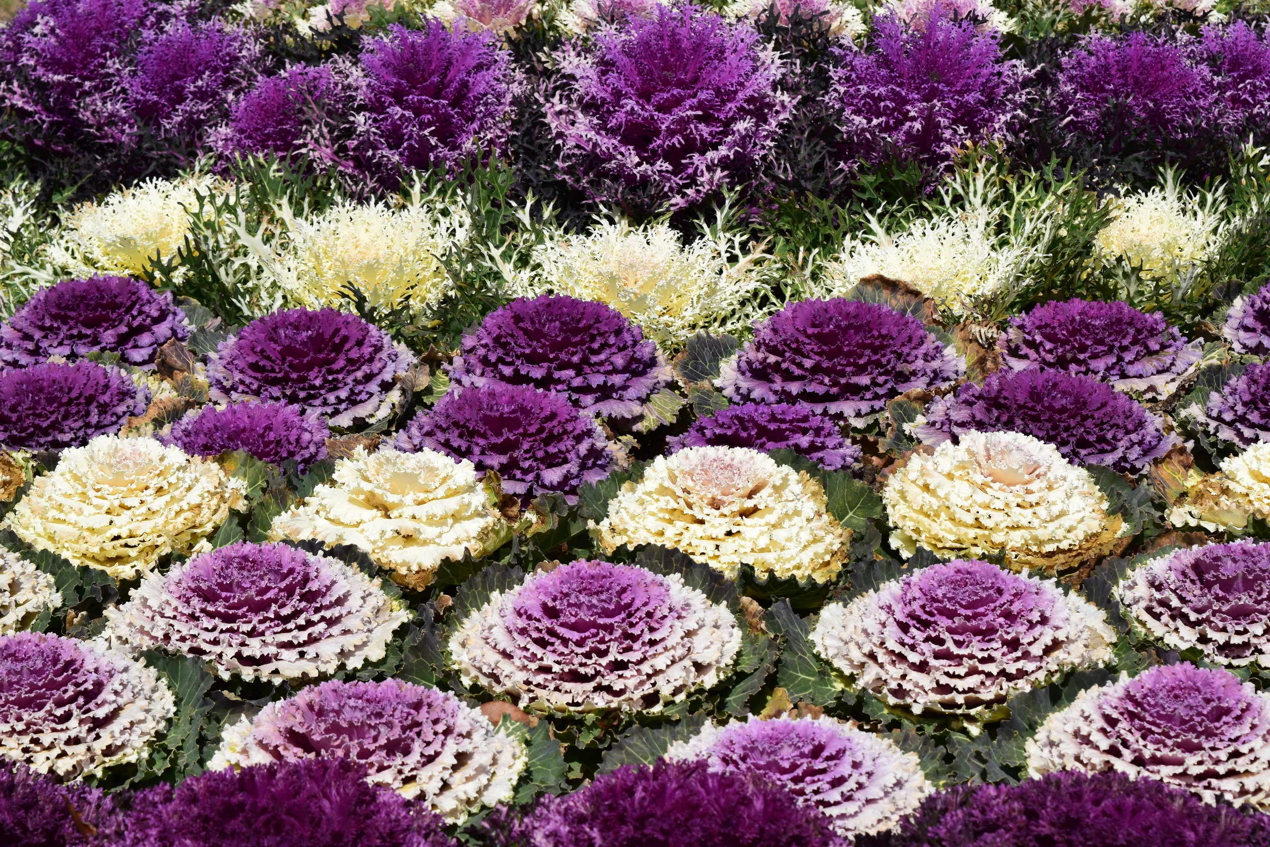I am in love with all of the ornamental cabbage I have seen around Japan!