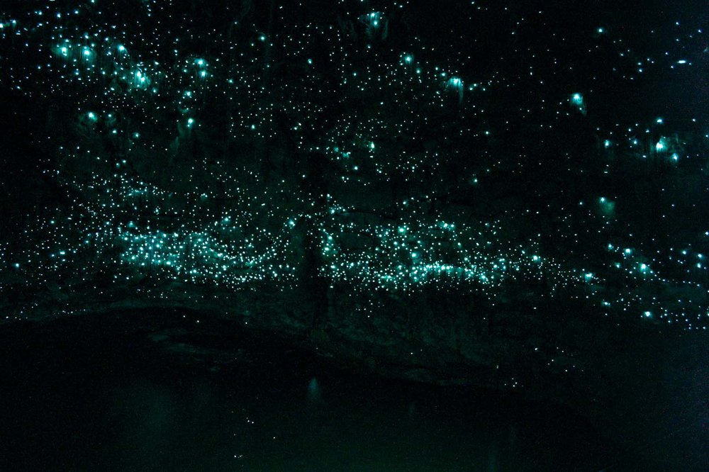 Spellbound Glowworms at end of cave.jpg