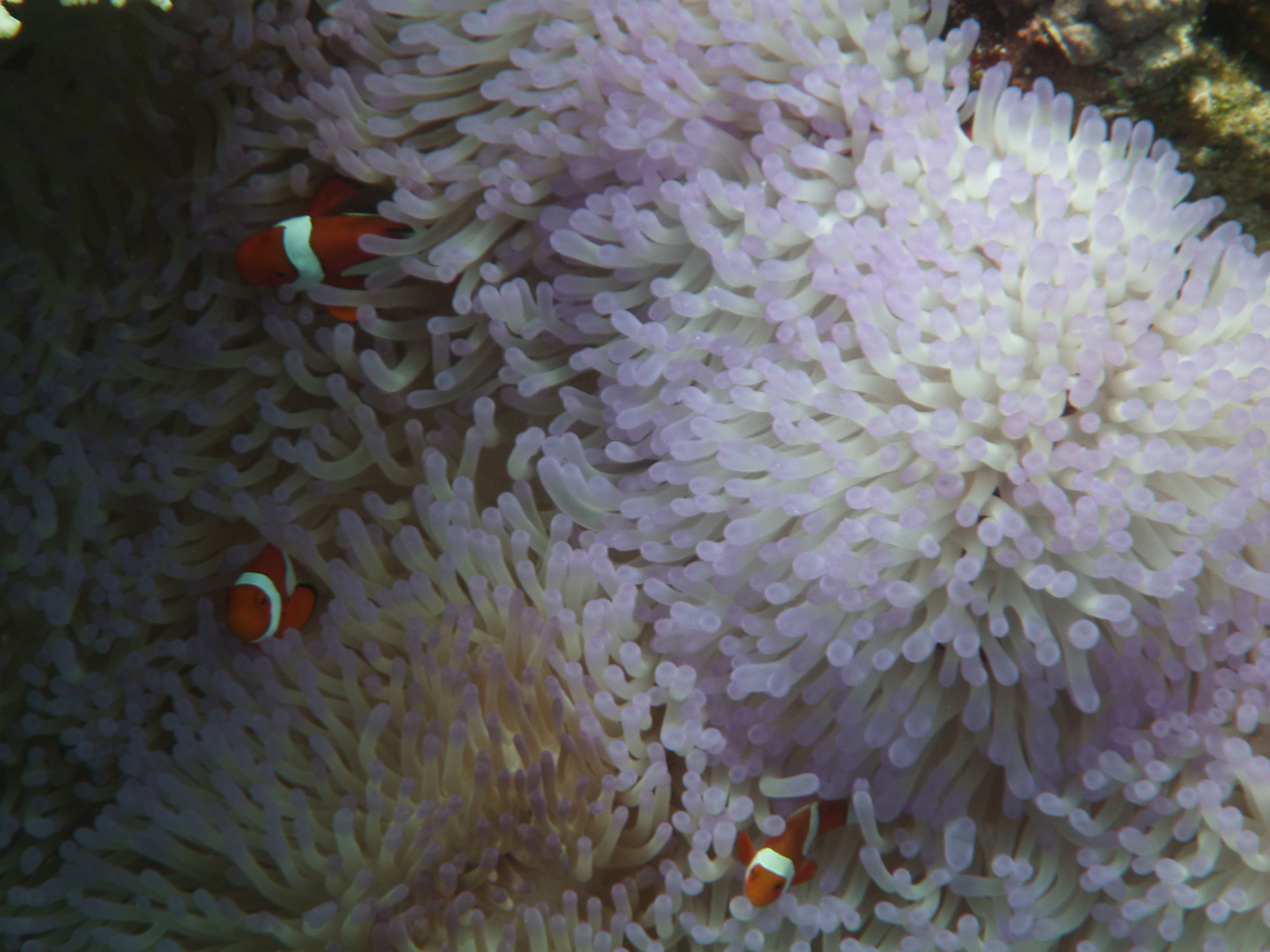 Great Barrier Reef