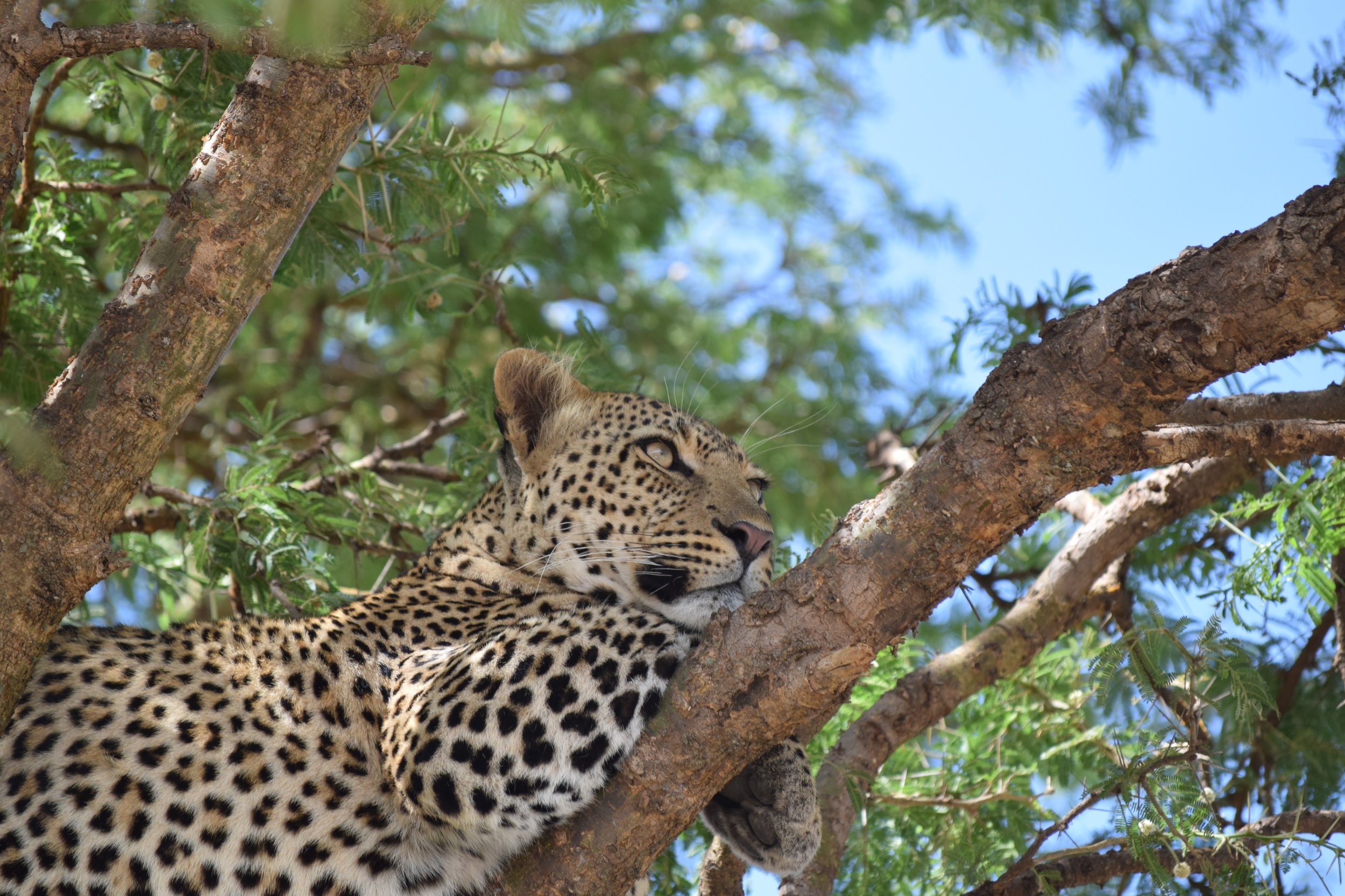 Leopard on Safari