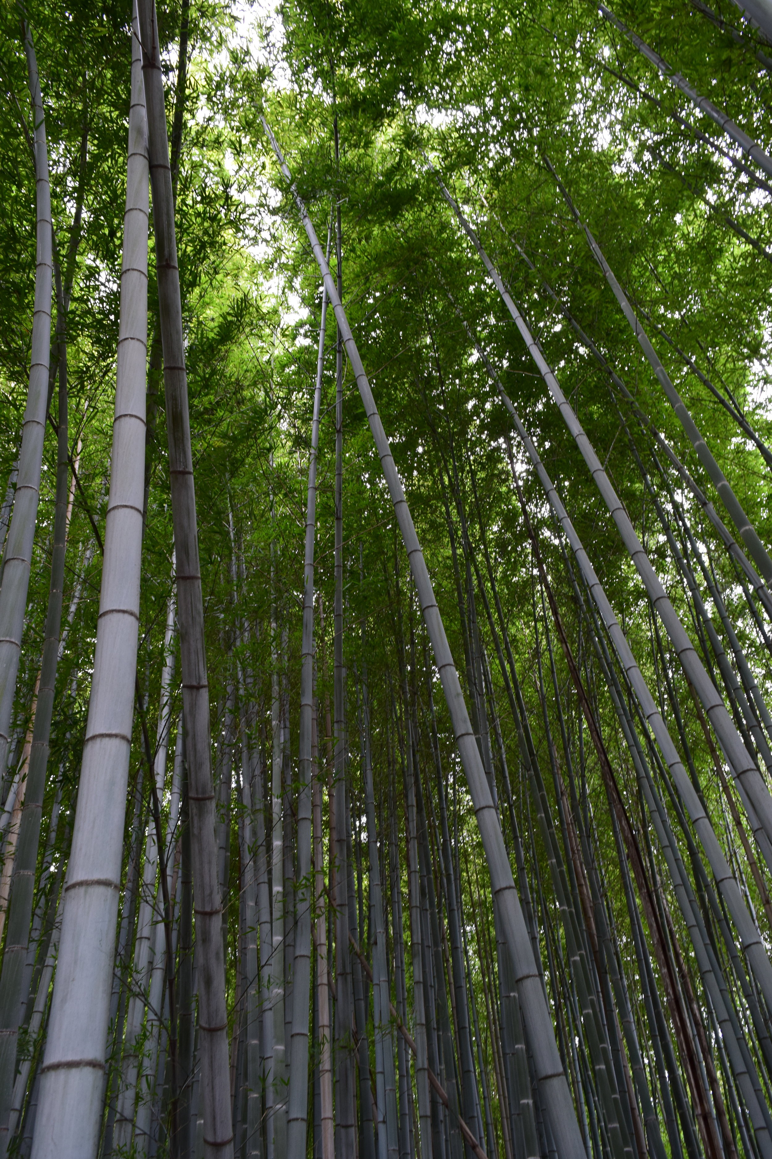 Bamboo Forest, Kyoto