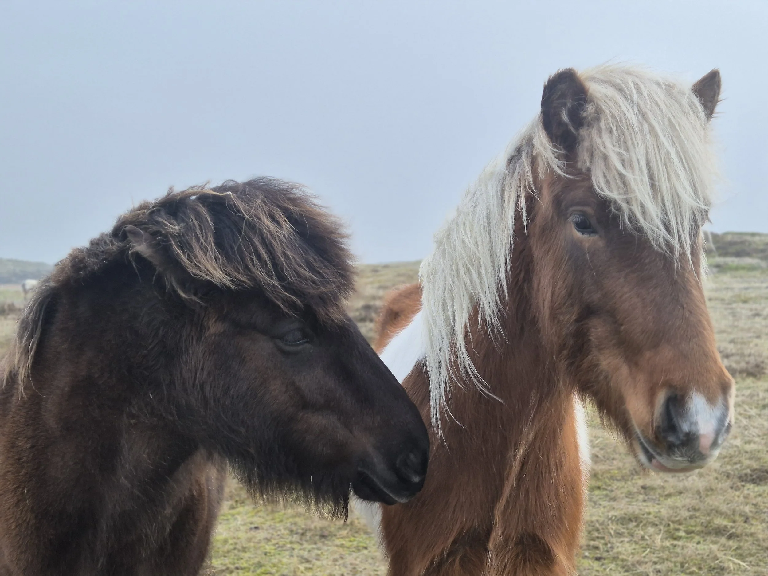 Escape to Stillness: The Ultimate Guide to the Terschelling Island Flow Yoga Retreat