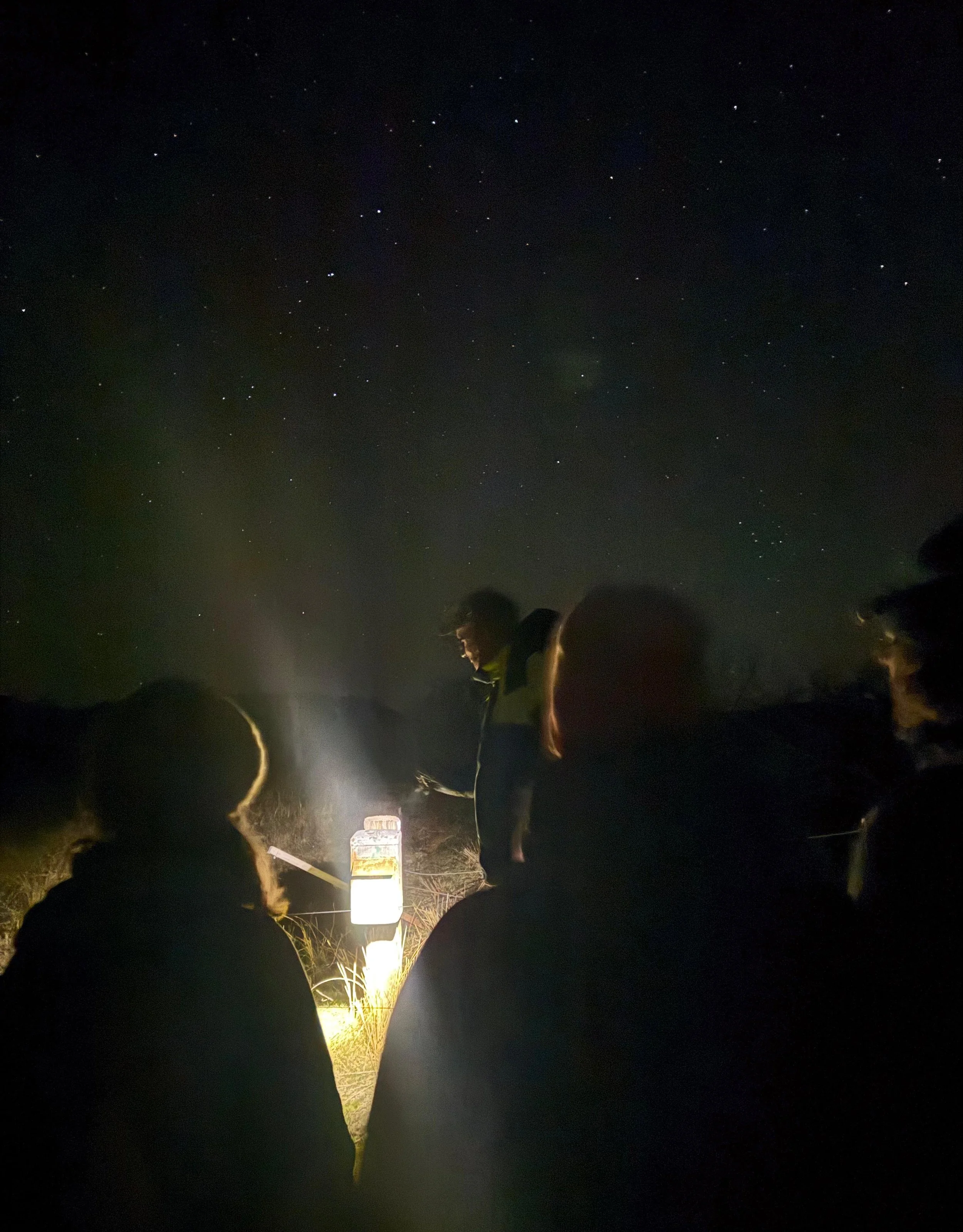 The Quiet Majesty of the Boschplaat: A Night in Europe’s Darkest Corner