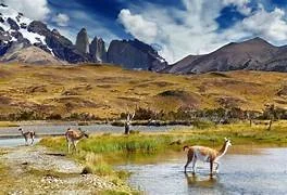 PATAGONIA GUANOCO.jpg