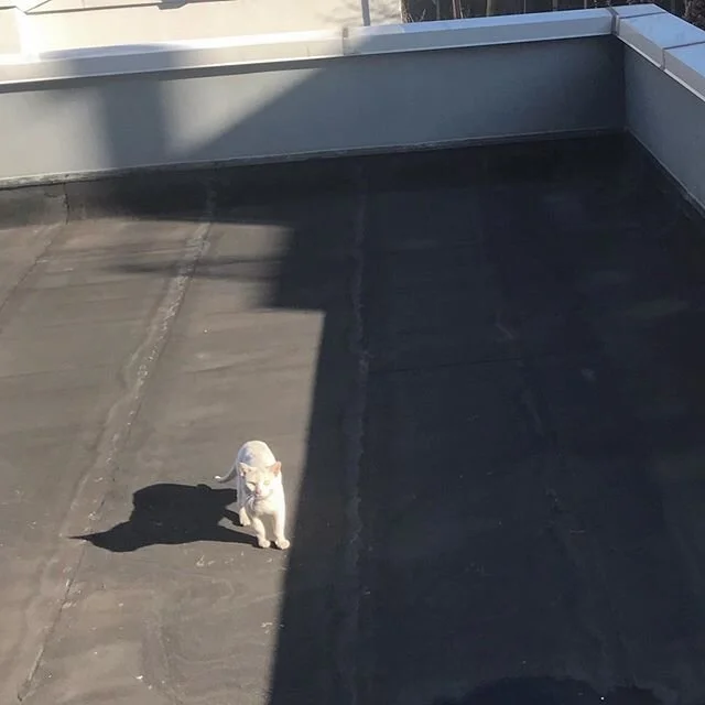 SPOOKY CAT GHOST STORY TIME:
Last week my dad went bowling and I was very upset. He was planning to go again this week because the alley was STILL OPEN. I called the bowling alley in Michigan and basically told them they are responsible for deaths if