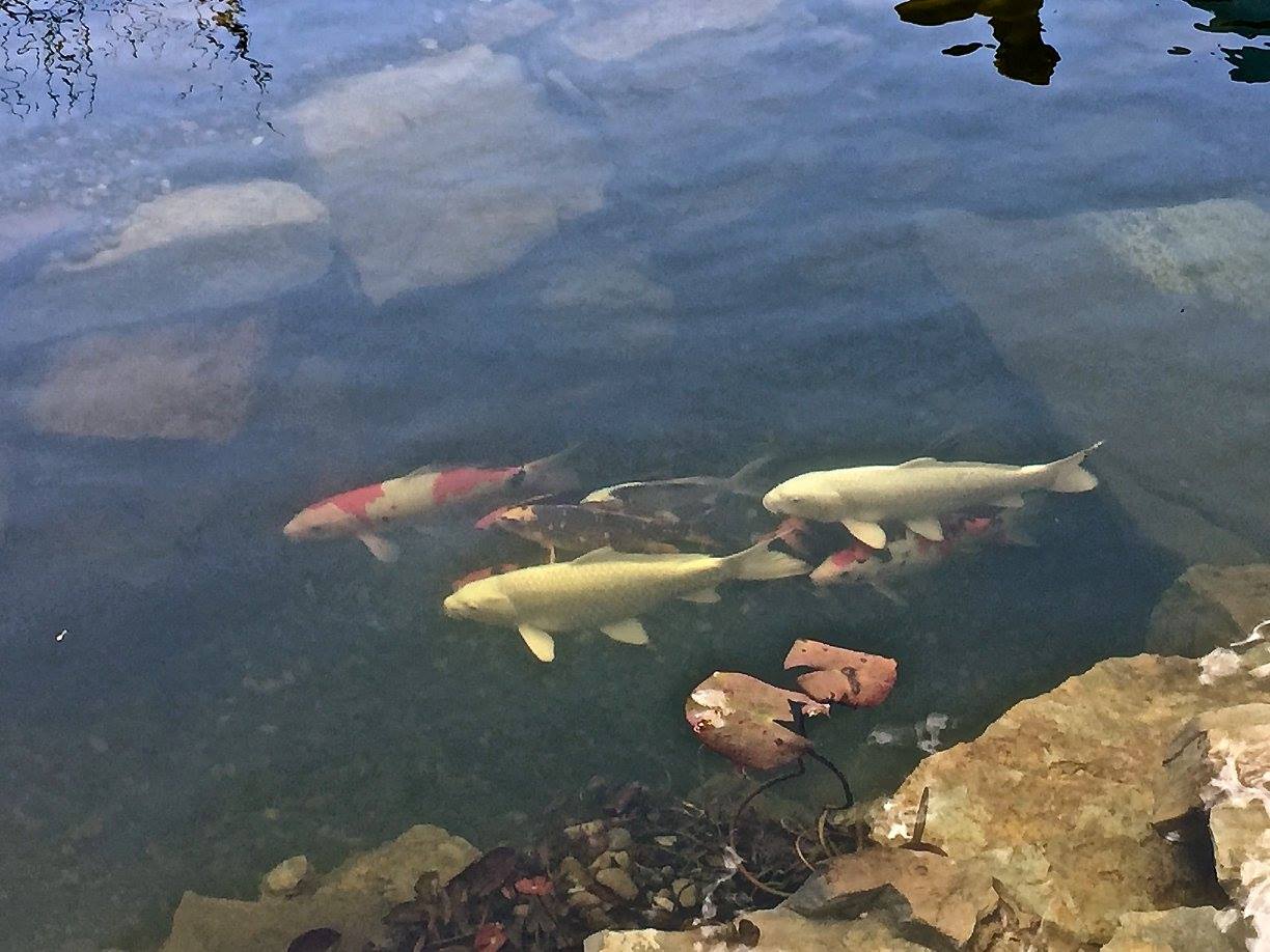 FISH STOCKING