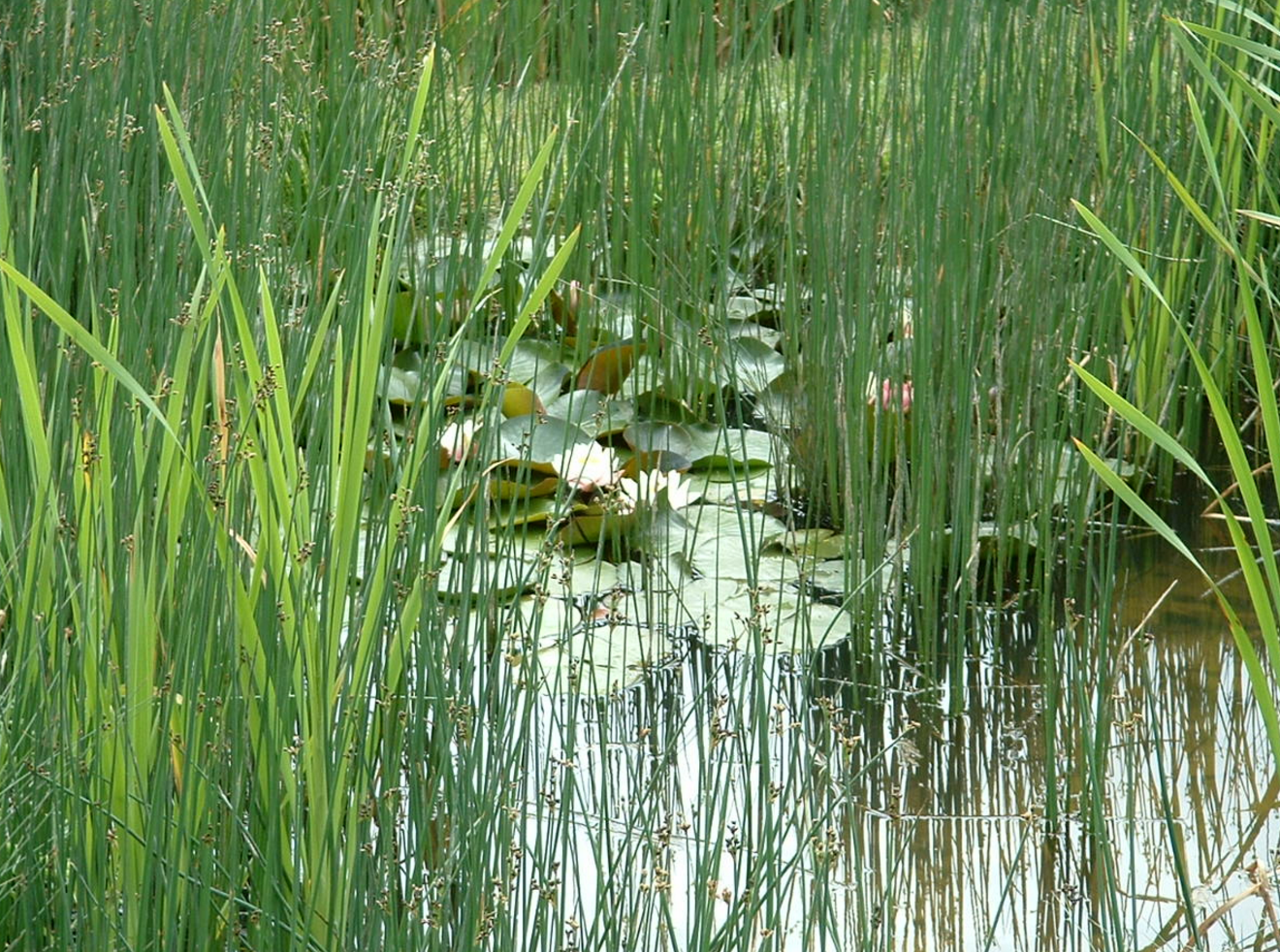 CONSTRUCTED WETLANDS