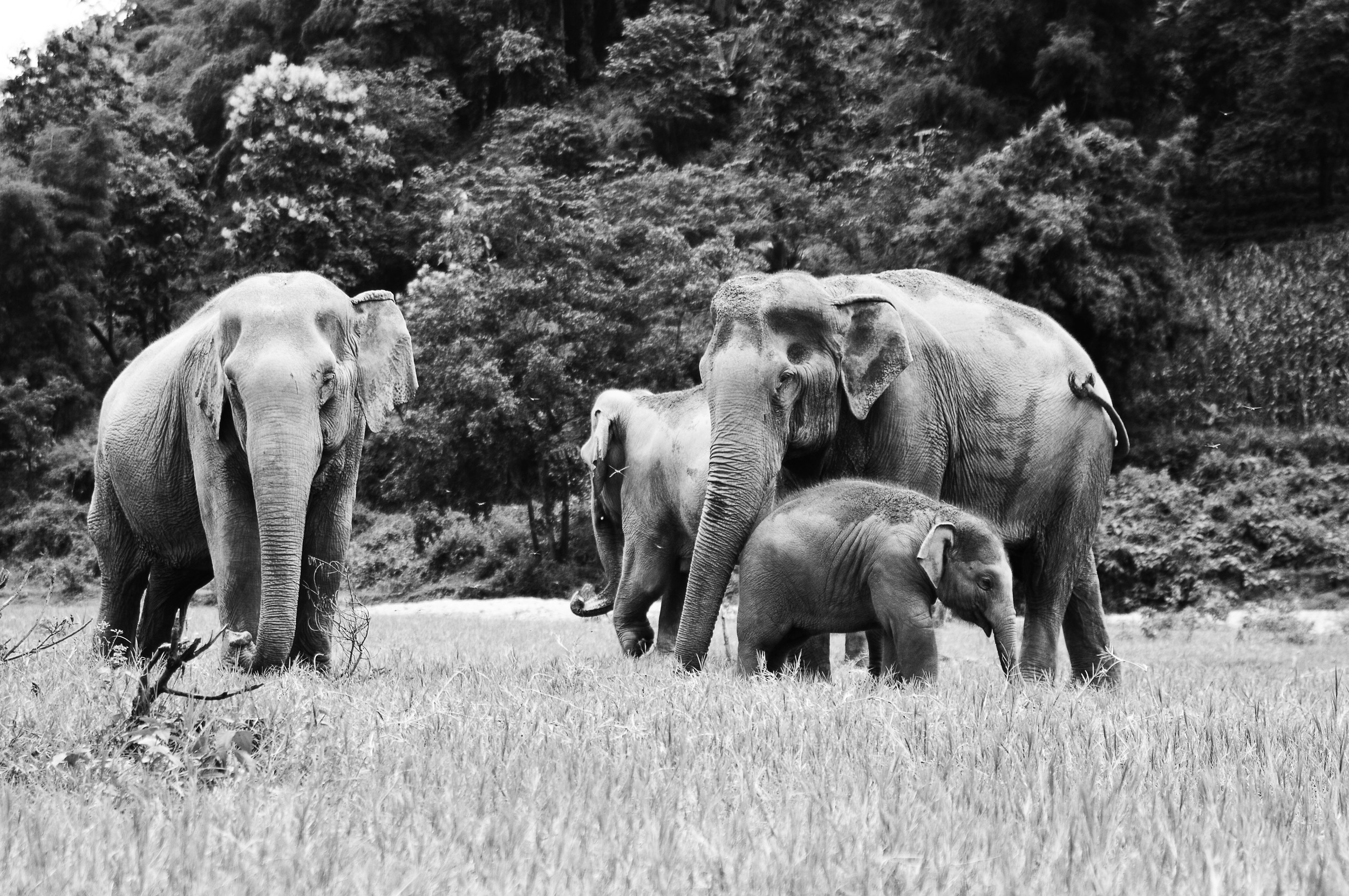 elephant1bw.jpg