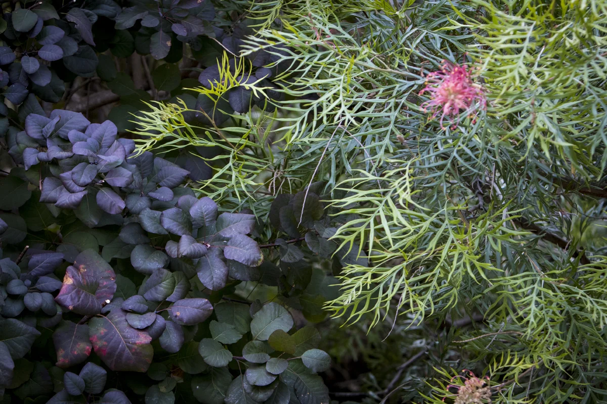 705_09.16_Green17 ©Bronk.jpg