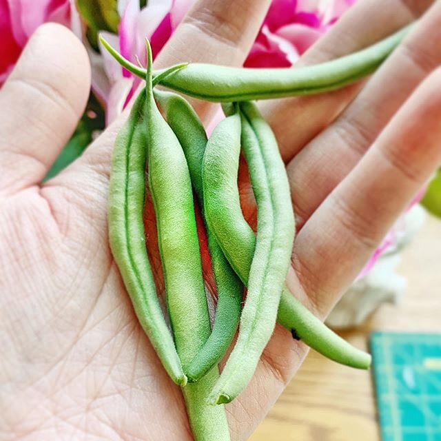 It&rsquo;s our first harvest and it&rsquo;s beans! These beans ARE magic to me. The realest magic you can believe in, is watching a seed explode into such a complex plant that feeds and nourishes you in return for basic care and attention. All that e