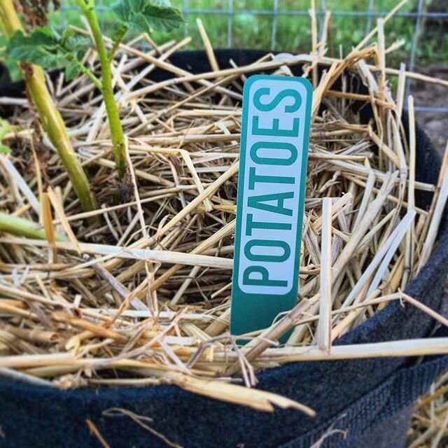 Of course we test our products. It&rsquo;s a joy to do it in our own garden. Our Vegetable and Herb Markers are selling fast. Get yours now and organize / spruce up your balcony herb wall or full-size garden.
