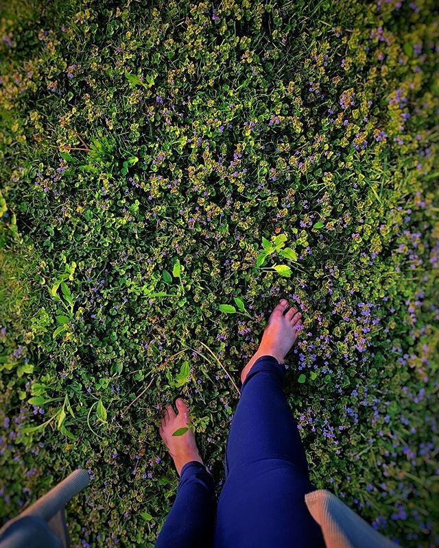 Our yard is a herbicide free yard and the result is beautiful patches of paradise worthy flower walkways.