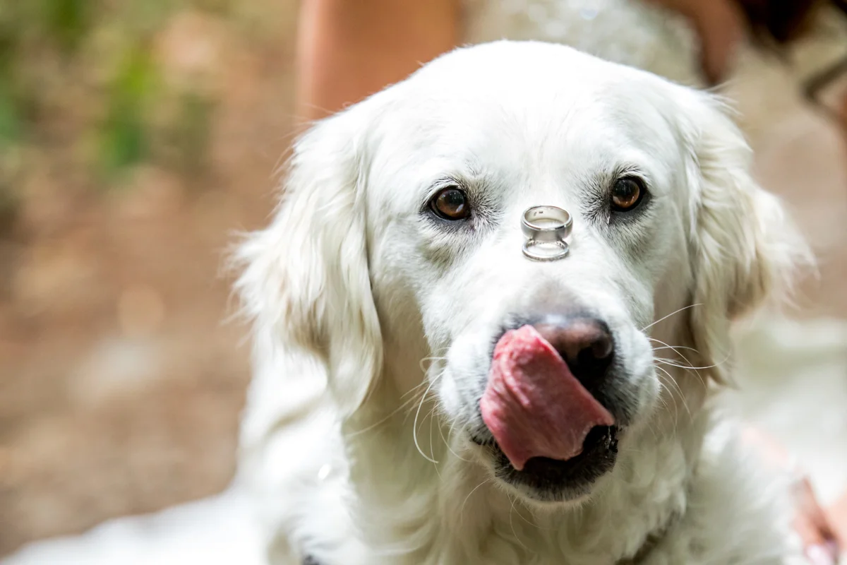 Hond op je bruiloft