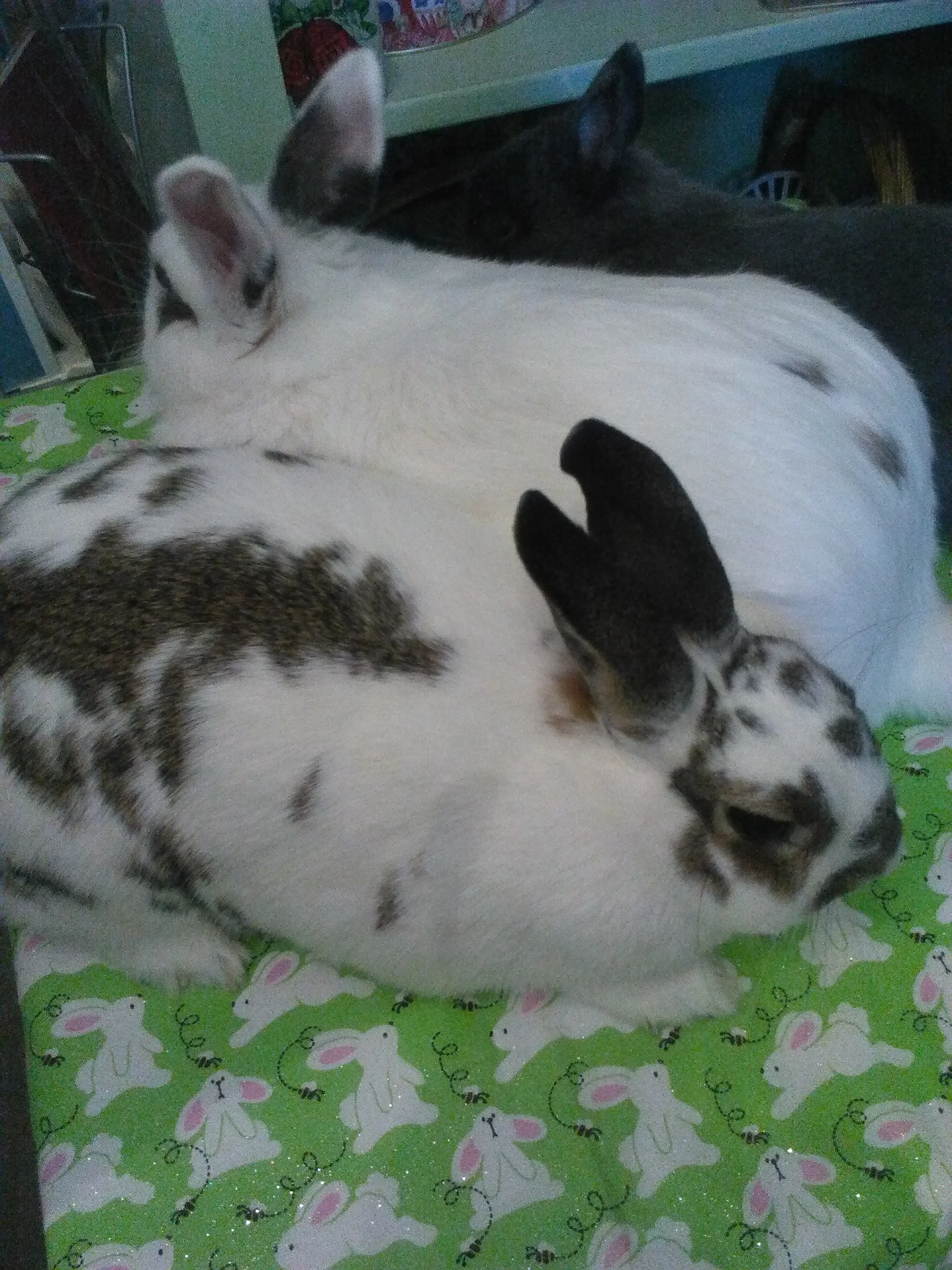 Live Bunnies at Candy Babel.jpg