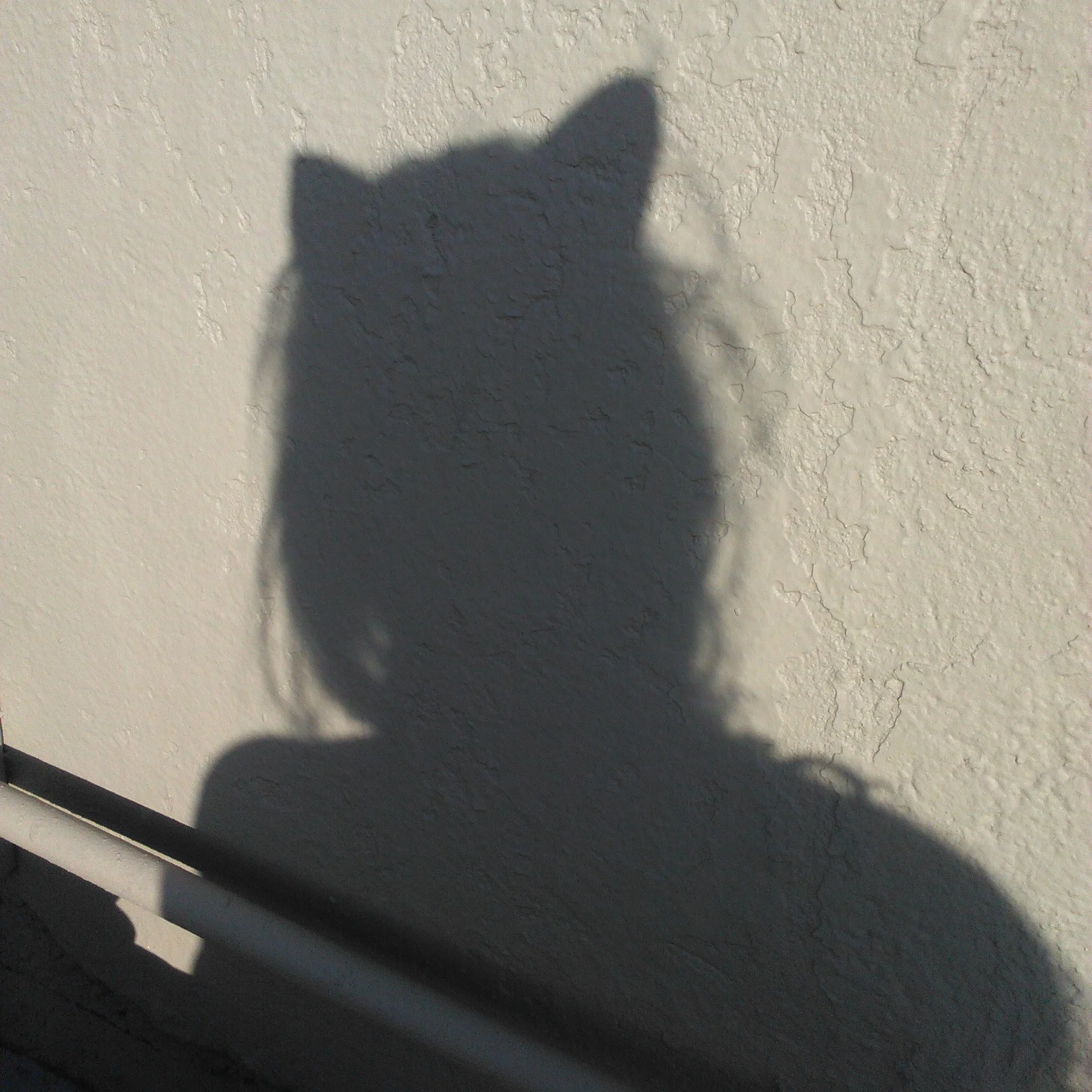 Melissa Cat Shadow.jpg